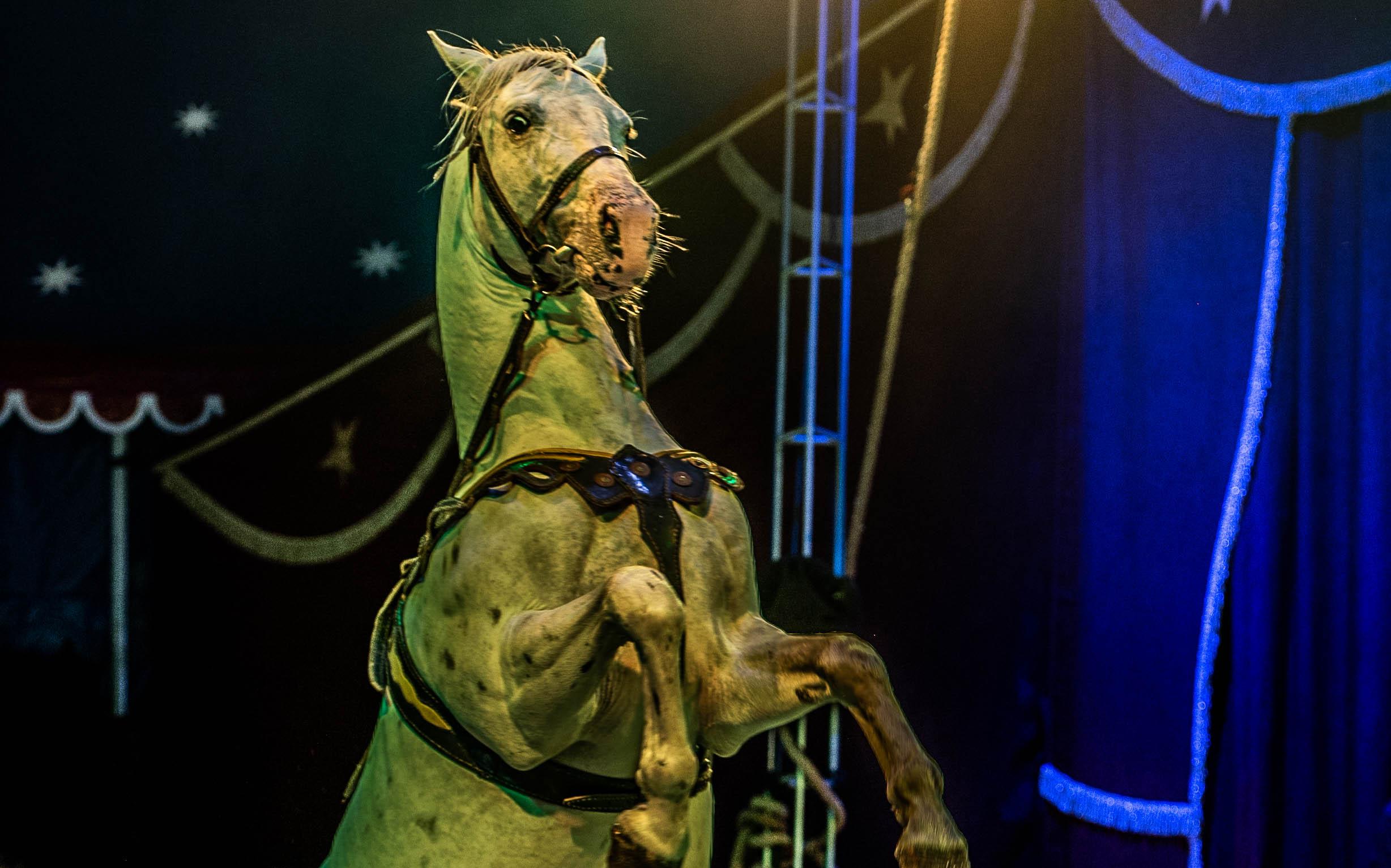 Circus Bossle komt naar Groningen. Paarden, honden, lama’s, kamelen